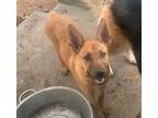 Adopt Ginger a German Shepherd Dog