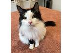 Thelma, Domestic Longhair For Adoption In Redlands, California