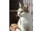 Humble, Domestic Shorthair For Adoption In Quinton, Virginia