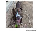 Dillon, American Pit Bull Terrier For Adoption In Brinkley, Arkansas