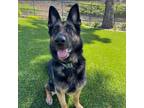 Adopt Reina (C000-079) - Claremont Location a German Shepherd Dog