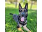 Adopt Reina (C000-079) - Costa Mesa Location a German Shepherd Dog