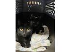 Violet, Domestic Shorthair For Adoption In Wheaton, Illinois