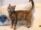 Mama Lulu, Domestic Shorthair For Adoption In Salem, New Hampshire