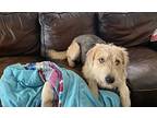 Benji, Airedale Terrier For Adoption In Yuba City, California