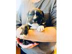 Easter Puppies, American Pit Bull Terrier For Adoption In Spring Lake