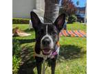Adopt Skedaddle a Pit Bull Terrier, Mixed Breed