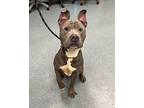 Kris Kross, American Pit Bull Terrier For Adoption In Richmond, Virginia