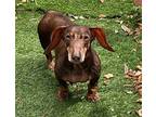 Lulu, Dachshund For Adoption In Weston, Florida