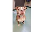 Shelby, American Pit Bull Terrier For Adoption In Williamsport, Pennsylvania