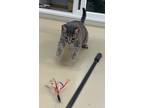 Bacio, Domestic Shorthair For Adoption In San Carlos, California