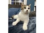 Mochi, Domestic Shorthair For Adoption In Parker Ford, Pennsylvania