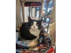 Pixie, Domestic Shorthair For Adoption In Hamilton, Montana