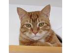 Andy, American Shorthair For Adoption In Lakeland, Florida