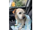 Shaggy, Terrier (unknown Type, Small) For Adoption In Encino, California