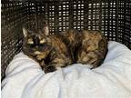 Kiza, Domestic Shorthair For Adoption In Columbus, Ohio