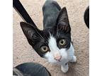 Buster (bonded W/ Rosco), Domestic Shorthair For Adoption In Mountain View