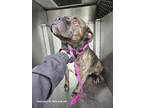 Watson, American Pit Bull Terrier For Adoption In Arlington, Texas