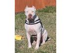 Atticus, American Staffordshire Terrier For Adoption In League City, Texas