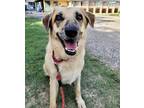 Dakota 11-7-17, Labrador Retriever For Adoption In Bulverde, Texas