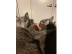 Frito, Domestic Shorthair For Adoption In Chicago, Illinois