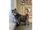 Kitkat, Domestic Longhair For Adoption In Osgood, Indiana