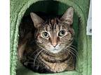 May, Domestic Shorthair For Adoption In Columbia, Illinois
