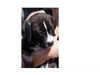 Adopt Moonglows: Ansel fka Bert a Boxer