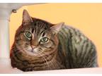 Meester, Domestic Shorthair For Adoption In Walla Walla, Washington