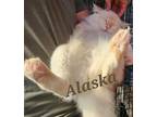 Alaska, Siamese For Adoption In Monrovia, California
