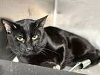 Midnight, Domestic Shorthair For Adoption In New York, New York