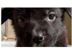 Adopt Berkeley a Rottweiler, German Shepherd Dog