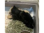 Penelope(bonded With Ruby), Guinea Pig For Adoption In Barrie, Ontario