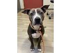 Chalupa, American Pit Bull Terrier For Adoption In Oakland, California