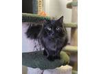 Snuggles, Domestic Longhair For Adoption In Salmon Arm, British Columbia