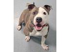 Nolan! Short And Stocky Guy!, American Staffordshire Terrier For Adoption In