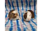 Winnie & Piglet, Guinea Pig For Adoption In Montclair, California