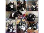 Adopt Clo a Domestic Short Hair