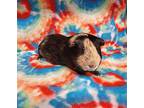 Chedder, Guinea Pig For Adoption In Montclair, California