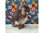 Hopper, Lop-eared For Adoption In Montclair, California