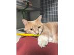 Kiki, Domestic Shorthair For Adoption In New Freedom, Pennsylvania