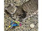 Waffles, Domestic Shorthair For Adoption In New York, New York
