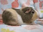 Stanley, Guinea Pig For Adoption In Warren, Michigan