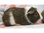 Turbo, Guinea Pig For Adoption In Warren, Michigan