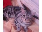 Ninja, Egyptian Mau For Adoption In Manchester, New Hampshire