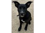 Adopt Chai " Lab Mix Puppy Female Smart as a Whip " a Labrador Retriever