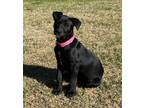 Adopt Pooja " Puppy Female Lab Mix Gentle Soul " a Labrador Retriever