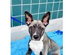 Adopt Puppy Piper a Pit Bull Terrier