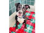 Adopt Puppy Hannah a Pit Bull Terrier