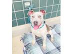 Adopt Misty a Pit Bull Terrier